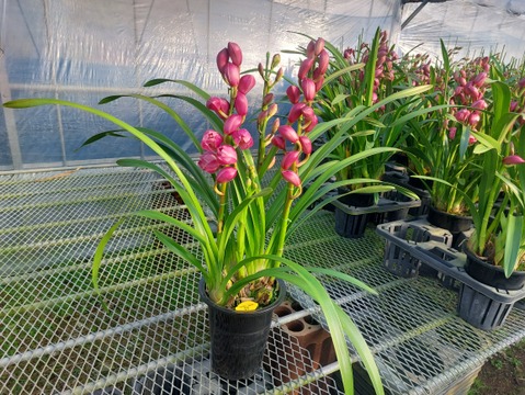 【コンパクトサイズ】シンビジウムスタンダード仕立て3本立