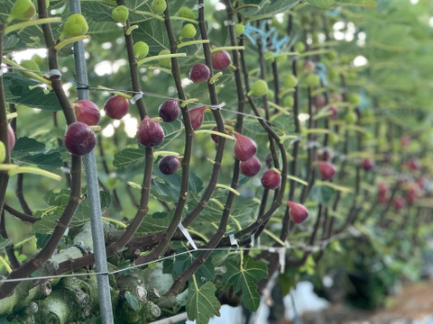 いちじく【ゆりかーご】１２玉