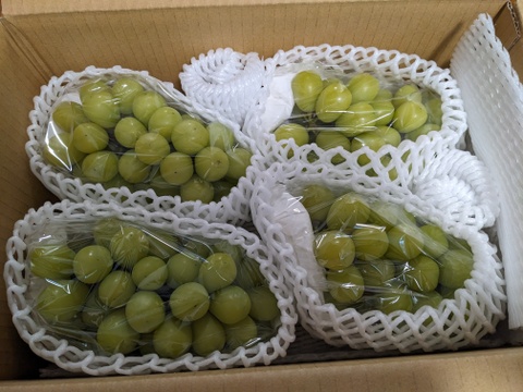 シャインマスカット (4房) 約2.5kg！ [ご家庭用]