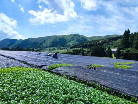 かごしま知覧茶　緑茶ティーバッグ　1袋80ｇ（5ｇ×16包）鹿児島県知覧町産　ホットでもアイスでも