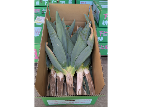 《L~3Lミックス,16~20本》下仁田町産 下仁田ねぎ 極上の甘みととろける食感！（贈答用/ご家庭用）【冬ギフト】