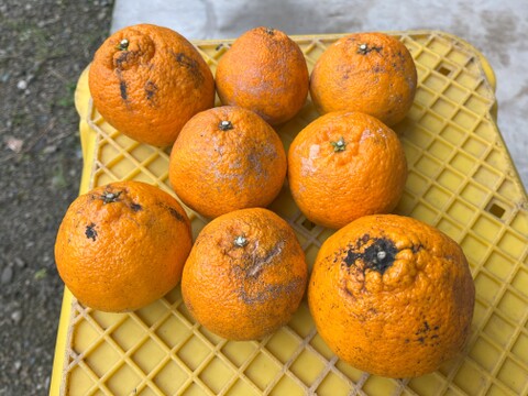 自然栽培　不知火Ｂ品10kg（約22～40玉）🍊 見た目の良く無いものになります