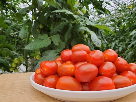 【PlumRed】お弁当やおやつにも最適なミニトマト　１Kg