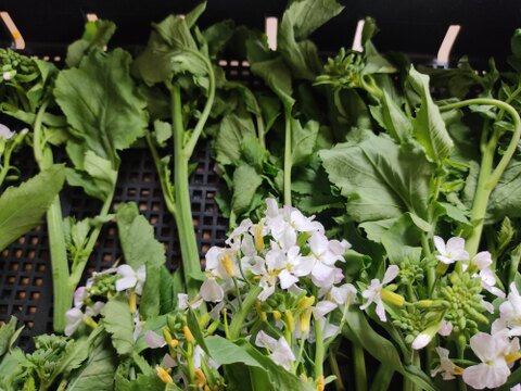✨農家の贅沢「菜花仕立ての大根花」約1kg｜ほろ苦やわらか春野菜（農薬・化成肥料不使用）✨