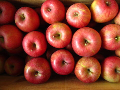 お買い得 サンふじ 家庭用 総重量 約9.8kg 青森県 南部地方産 自家りんご農園生産直送品！
