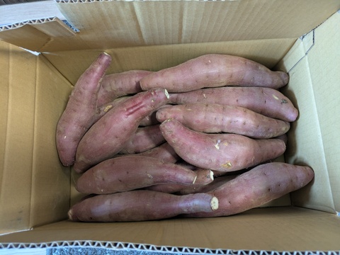 ぞっこんべにはるか　B品　5キロ　Mサイズ