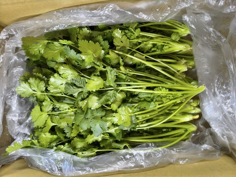 香りが違う！採れたて新鮮パクチー🌿５００ｇ｜エスニック料理に｜パチャママ農園　Fresh Pakuchi (Cilantro / Coriander)