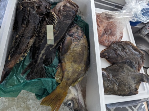 松コース【知床羅臼直送】 船頭にお任せ！鮮魚ボックス（詰め合わせ）海鮮セット