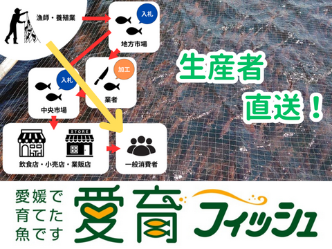 【完全予約制、日時指定不可、12月より順次発送、50尾限定】愛媛県産養殖スマ