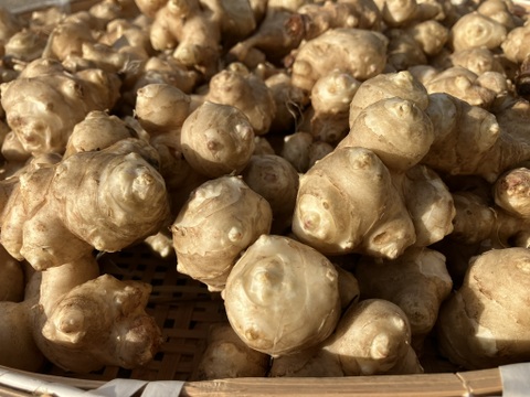 菊芋　約５㎏【肥料・農薬不使用、不耕起(耕さずに)栽培、自家採種】