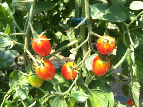 おまかせ よこすか 夏の野菜セット（7〜8品目）