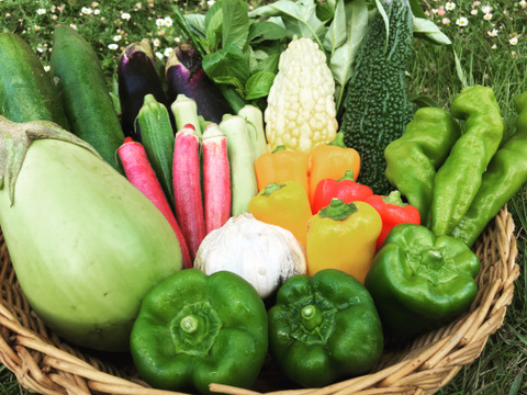 【ふるさと納税・定期便6ヶ月】Lサイズ ＊旬野菜セット(約10~11品)×6回【農薬：栽培期間中不使用】 ＜千葉県我孫子市＞