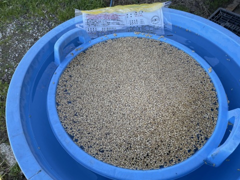 【2025年産新米】千葉県大多喜町産コシヒカリ（無洗米）５㎏