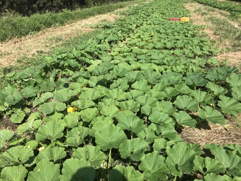 鹿児島県産　かぼちゃ　栗五郎　約3kg