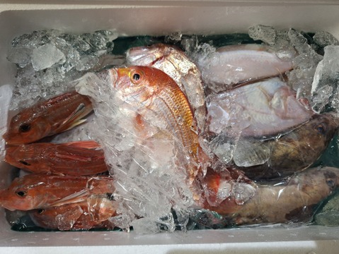 ９月スタート！【最大１ヶ月待ちになります🙇】🐟未利用魚🐟️訳ありを安くお得に！漁師の分け前セット３㎏程度
