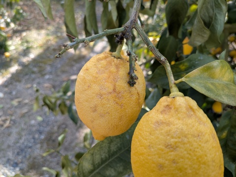 【1口500円】令和8年 大雪や雹によるレモン・柑橘被害支援プログラム