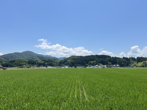 【令和7年産】一粒の贅沢。特別栽培米『つや姫』　無洗米　５kg　山形県鶴岡市産