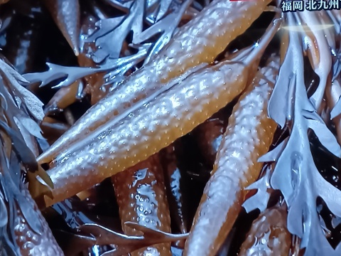 『関門海峡産あかもく』ストックに便利…忙しい朝に卵かけご飯や味噌汁に入れてネバネバズルズルっと！20P＋4P増量