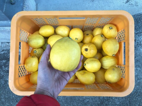 大玉「璃の香」レモン2kg★ノーワックス・農薬節減★まろやかな酸味で果汁たっぷり