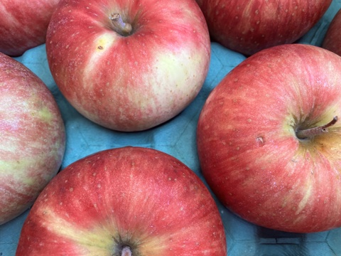 【夏りんご】青森県産りんご 「つがる」家庭用 キズ有 約10kg（5kg×2箱) 【光センサー選果】