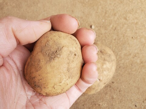 デジマ｜ホクホク旨味が濃い新じゃが 皮ごと食べられる島じゃがいも ４kg