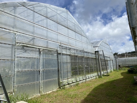 [予約]マンゴー2kg(4〜6玉)(家庭用)