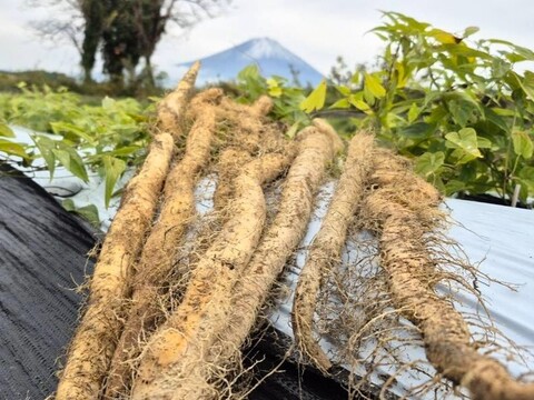 2kg⭐️訳あり⭐️自然薯⭐️《超特価！》