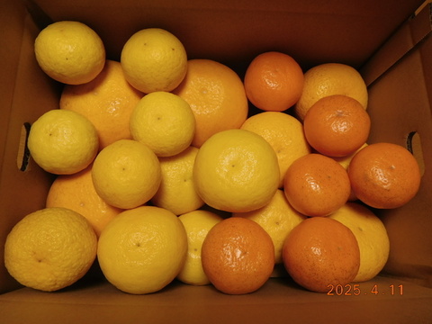 🍊伊豆ﾆｭｰｻﾏｰｵﾚﾝｼﾞほか「初夏の味覚/お楽しみ柑橘５種セット」　ご家庭で・ご贈答に/正味4.5㎏