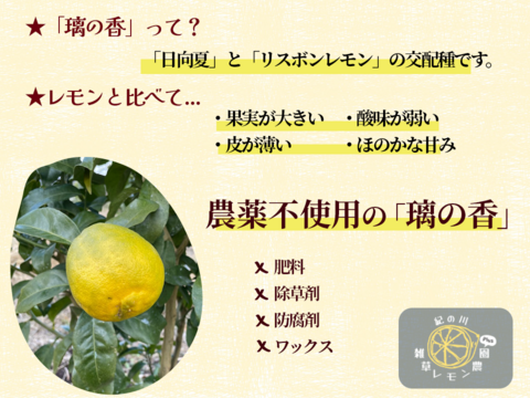 【甘みが美味しい！】璃の香(日向夏×リスボンレモンの交配種) 2kg箱詰 -農薬不使用・無肥料・無除草剤-