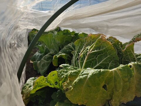 ✨農薬・化成肥料不使用の新鮮白菜「魂の白菜」特大サイズ×1玉+下仁田ネギ+旬のお野菜✨