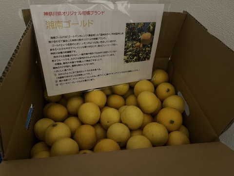 みかん・柑橘グランプリ2026金賞受賞！【希少フルーツ】【2026年産】甘ウマ☆小玉・湘南ゴールド（２Sサイズ）　３ｋｇ