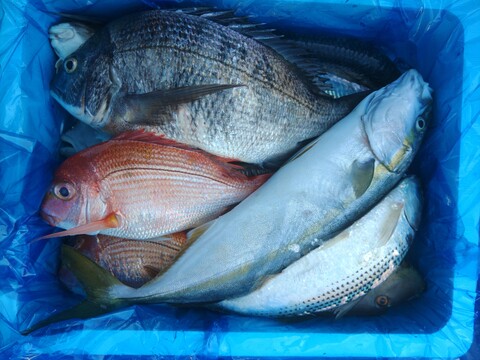 箱いっぱい！深浦の天然鮮魚セット（80サイズ）【母の日ギフト】などにもどうぞ！