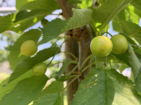 ♡700g★名和果樹園の希少！訳あり家庭用山形C12号L（やまがた紅王の規格外）【常温便】山形県東根市産さくらんぼ【話題の甘い新品種】★産地直送お取り寄せ通販★予約商品