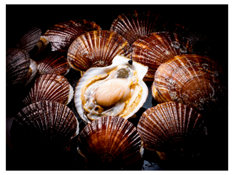 《数量限定20件!!》山六水産の２年貝【３kg】ヘラ付