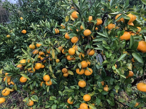 熊本発農薬不使用🍊  5kg ✖️2箱　宮川、原口早生　サイズフリー（約70個前後入）