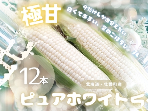 厳選品、ご自宅用にもご贈答用にも！　北海道産ピュアホワイト１２本（５㎏以上）