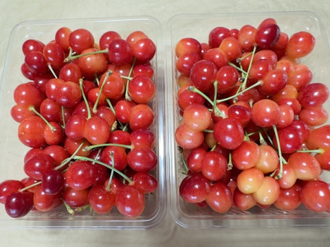 【 紅秀峰 】さくらんぼ 山形県天童産 訳あり 500g 秀•特秀【 朝どれ 】【 果肉がジューシー 】【 口コミ多数🍒 】お米とご一緒にいかがでしょうか！