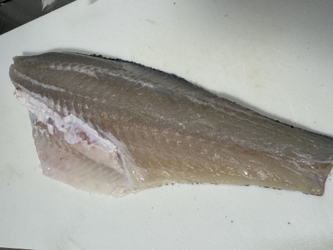 ヒラスズキ　イワシいる時だけの期間限定