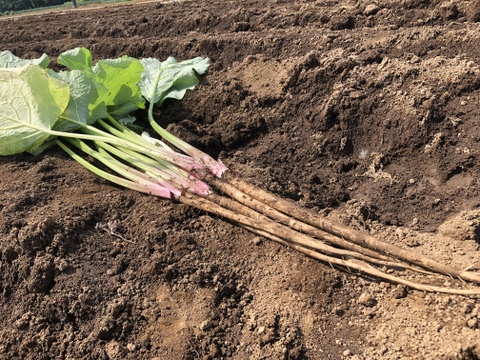 留守農場のみずみずしく柔らかくて美味しい新牛蒡❗2kg