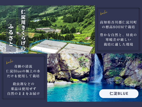 【仁淀川きくらげの魅力を伝える大袋】高知県産仁淀川きくらげ(ホールタイプ100g×3Pセット) ※戻し方、参考料理の冊子付き Niyodogawa Kikurage