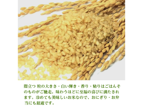 つや姫＋はえぬき5㎏ⅹ各1袋 食べ比べセット 特別栽培米 無洗米 令和6年山形産