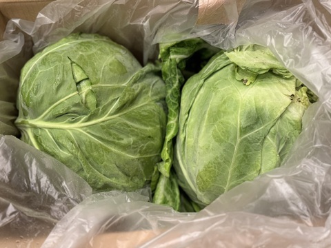 春キャベツ2個