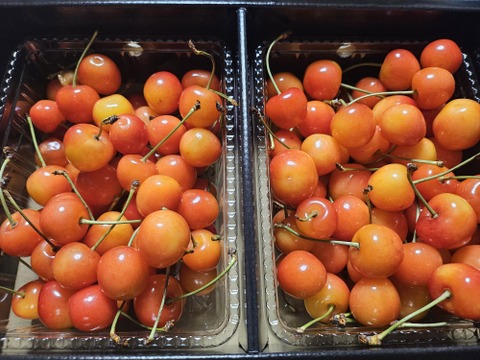 常温便】朝どりさくらんぼを直送！M～2Lサイズ1kg(500gﾊﾟｯｸ×2