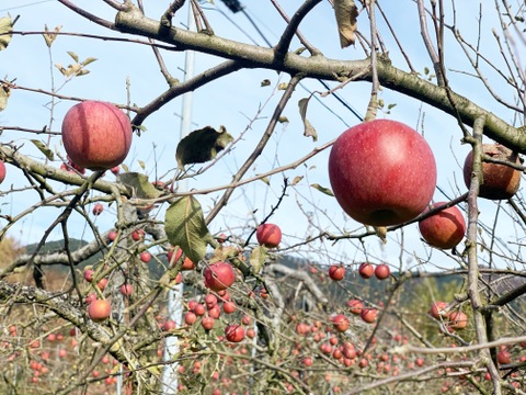 〜大人の贅沢りんごジュース〜りんご屋まち子のアップルジュース【720ml】