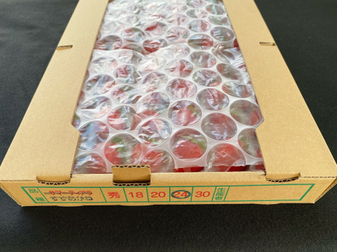 今が旬❗️生　夏イチゴ【すずあかね】24玉×2トレー 爽やかサッパリ