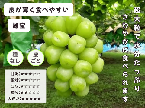 ☆ぶどう好きにオススメ☆ たっぷり6品種をお届け 岡山県産ぶどうおまかせ6種食べ比べ