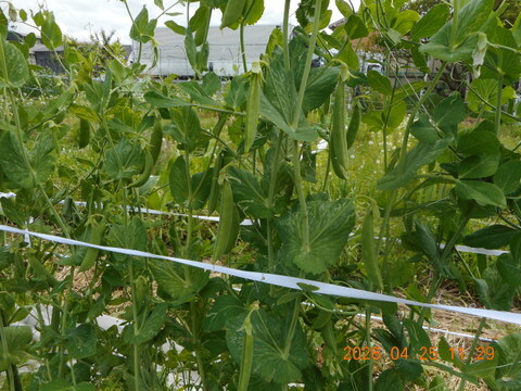 スナップエンドウ：自然農栽培で育てた奈良の野菜