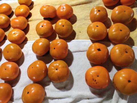 ✨【甘柿（富有柿）】1.5kg（12～17玉）　農薬肥料不使用の自然栽培✨