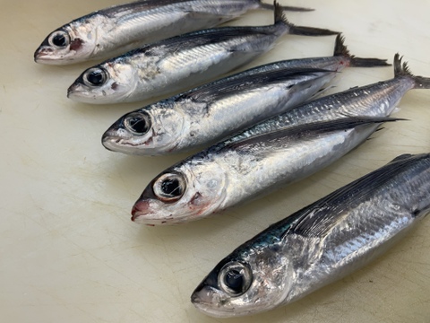 【もっちり旨味】トビウオ/アゴ/角あご/5匹/900～1000ｇ【生】【生食可】