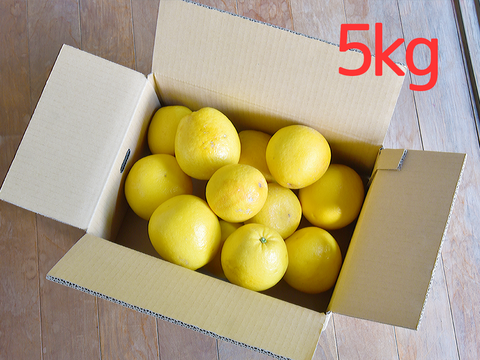 爽やかな甘みと香り　河内晩柑【家庭用(訳あり)】[5kg]　330-3